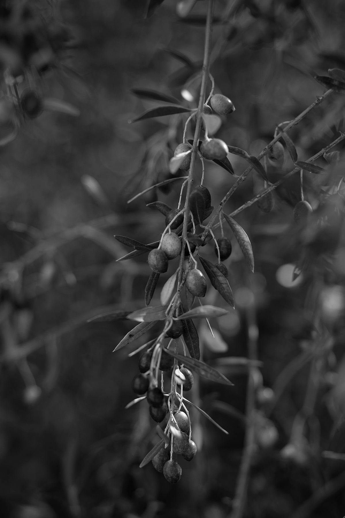 History of Extra Virgin Olive Oil