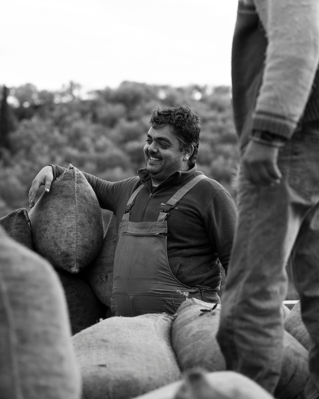 From Grove to Bottle: How Neolea Extra Virgin Olive Oil Is Made