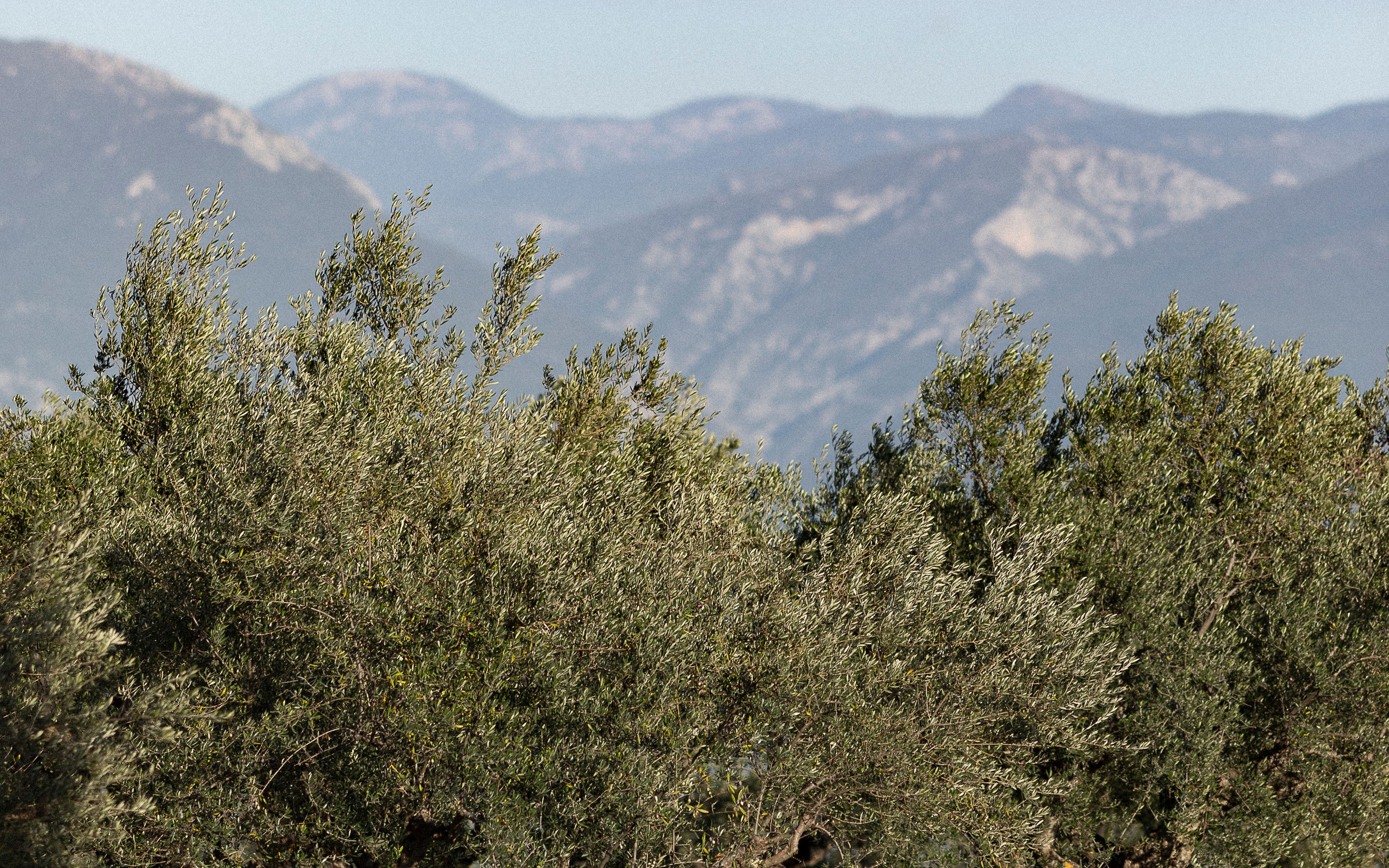 Olive trees in Greece with mountains in the background